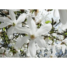 Магнолия Кобус (Magnolia kobus)